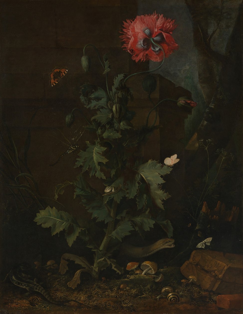Stilleben med valmue, insekter og reptiler, ca. 1670. av Otto Marseus  van Schrieck