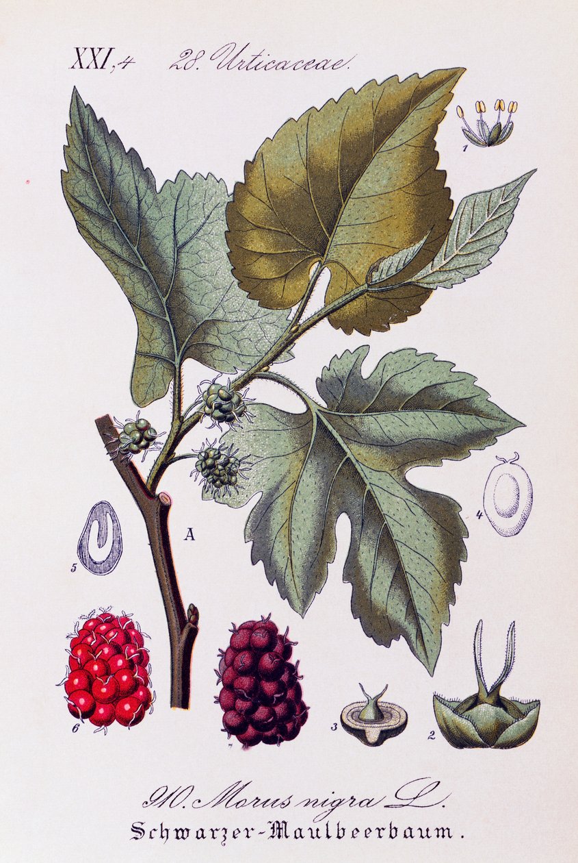 Blader og frukter av svart morbær (Morus nigra), kunstverk av Otto Wilhelm Thome (1840-1925) fra Flora von Deutschland, Österreich und der Schweiz (Flora i Tyskland, Østerrike og Sveits) av Otto Wilhelm Thome