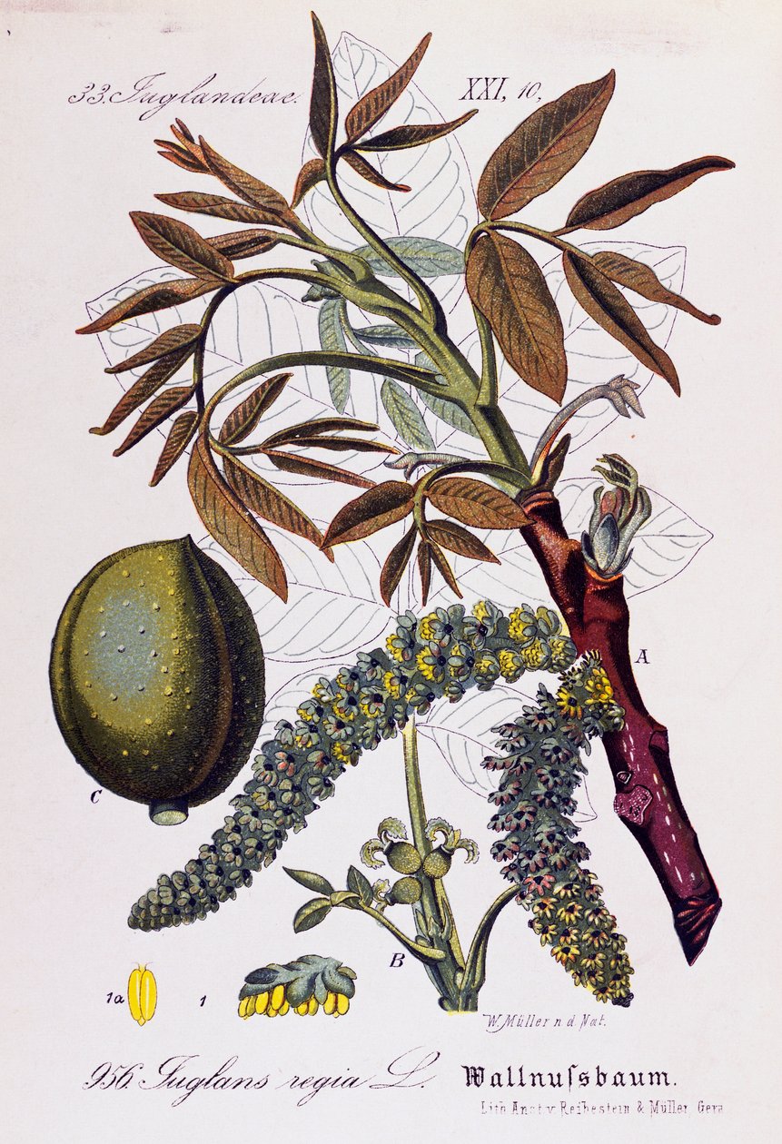 Blader, frukter og blomster av persisk valnøtt eller engelsk valnøtt (Juglans regia), kunstverk av Otto Wilhelm Thome (1840-1925) fra Flora von Deutschland, Osterreich und der Schweiz (Flora i Tyskland, Østerrike og Sveits) av Otto Wilhelm Thome