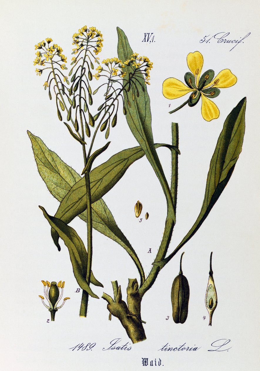 Blader, frukter og blomster av Woad eller Glastum (Isatis tinctoria), kunstverk av Otto Wilhelm Thome (1840-1925) fra Flora von Deutschland, Osterreich und der Schweiz (Flora i Tyskland, Østerrike og Sveits) av Otto Wilhelm Thome