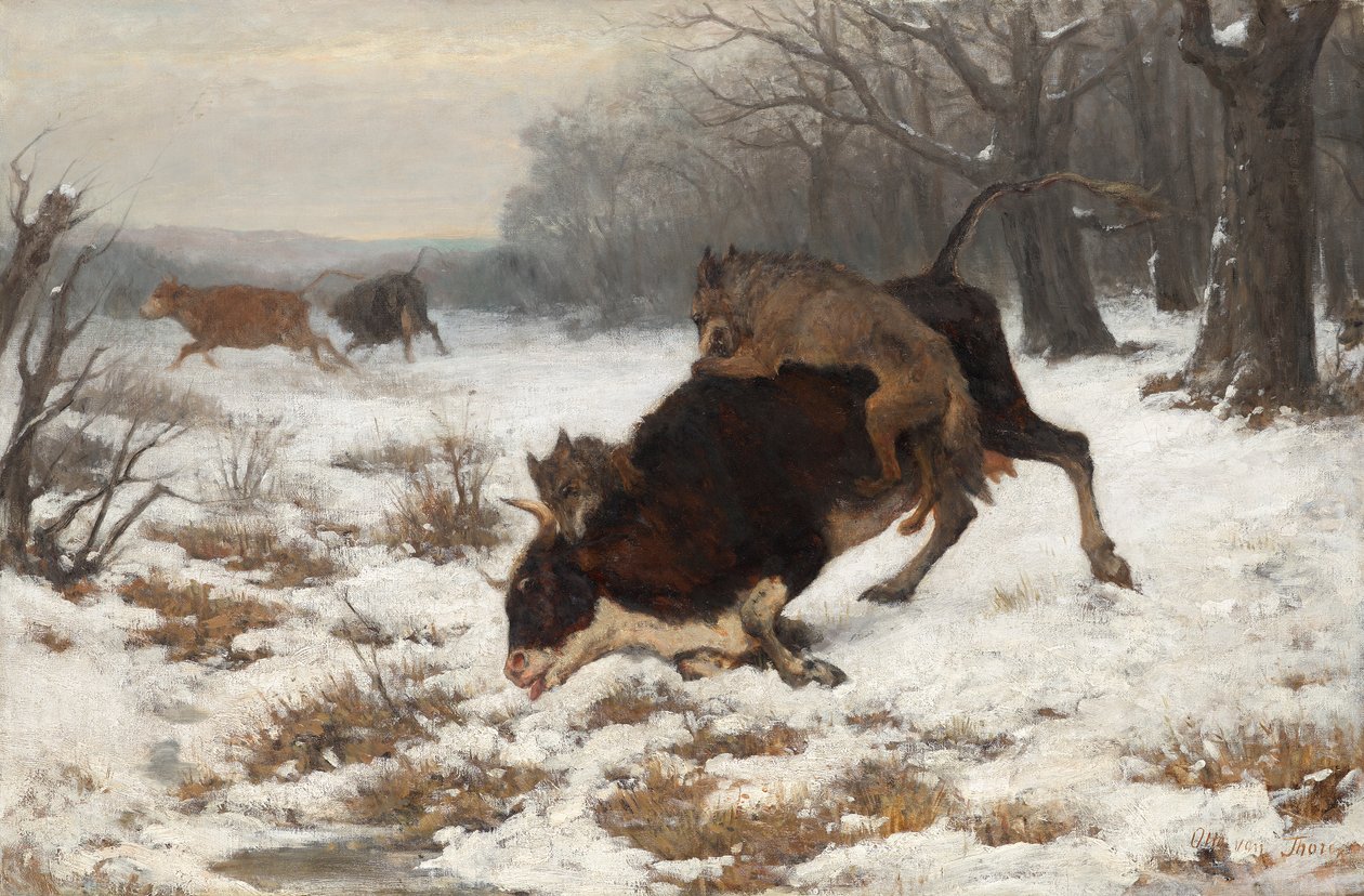 En ku blir angrepet av ulv av Otto von Thoren