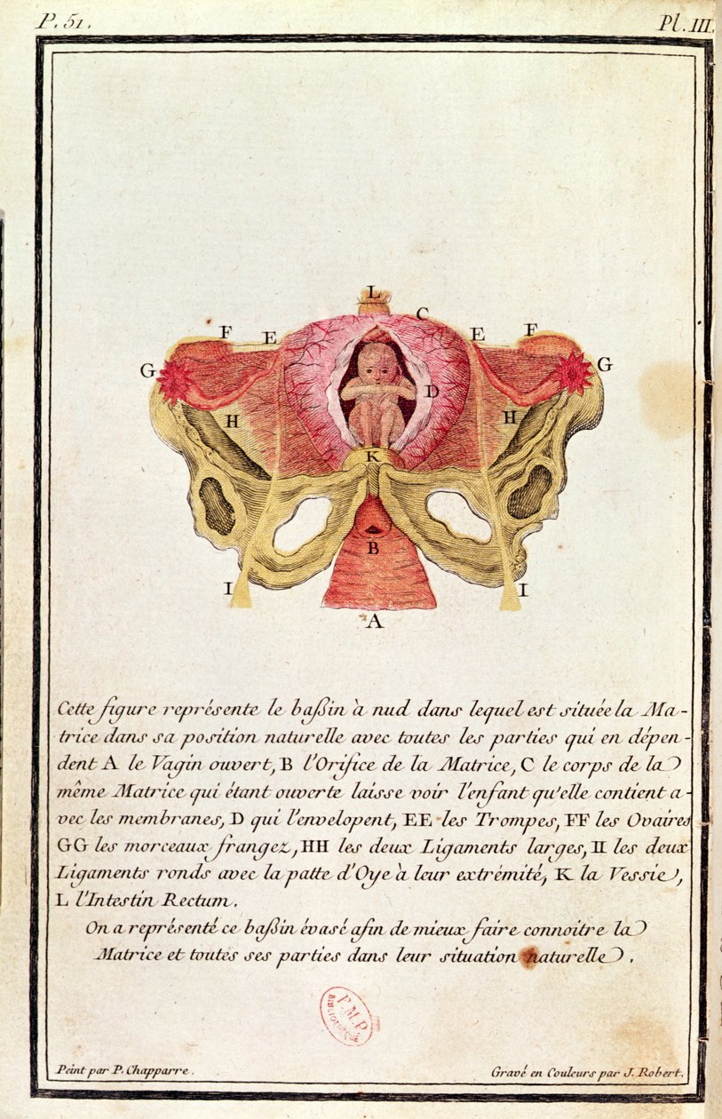 Tverrsnittsdiagram av livmoren, fra en bok av Madame Angelique Le Boursier du Coudray (1714-94) gravert av J. Robert, 1783 av P. Chapparre