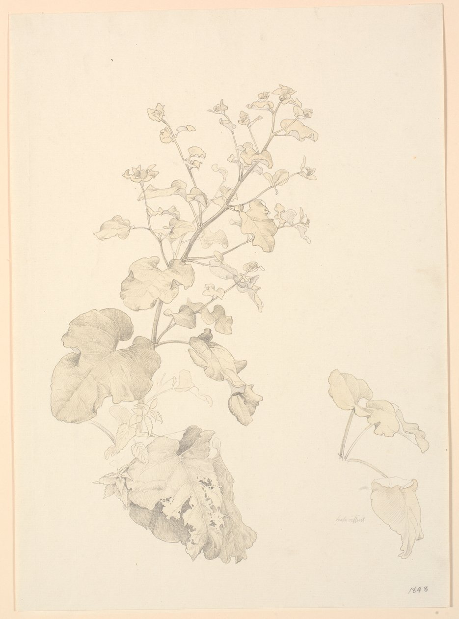 Søppelplanter. av P.C. Skovgaard