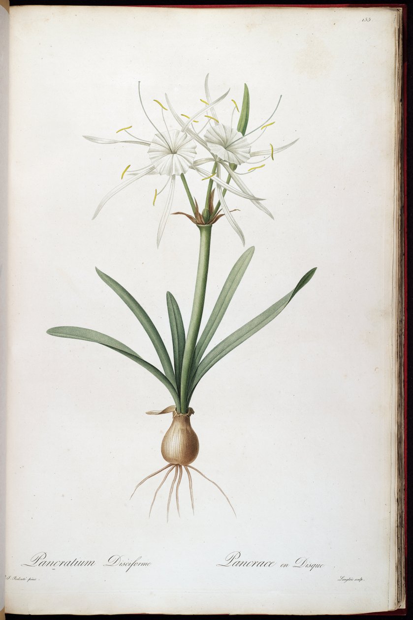 Hymenocallis roterer av Pierre Joseph Redouté