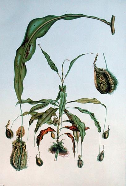 Nepenthes Hookeriana, botanisk plate fra 