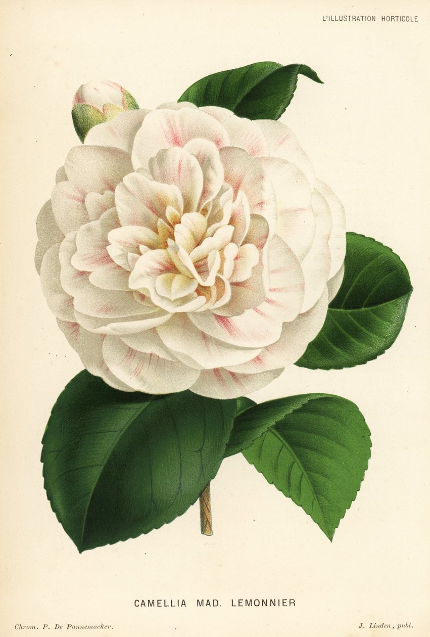 Camellia hybrid, Madame Lemonnier, Camellia japonica. Kromolitografi av P. de Pannemaeker fra Jean Lindens l