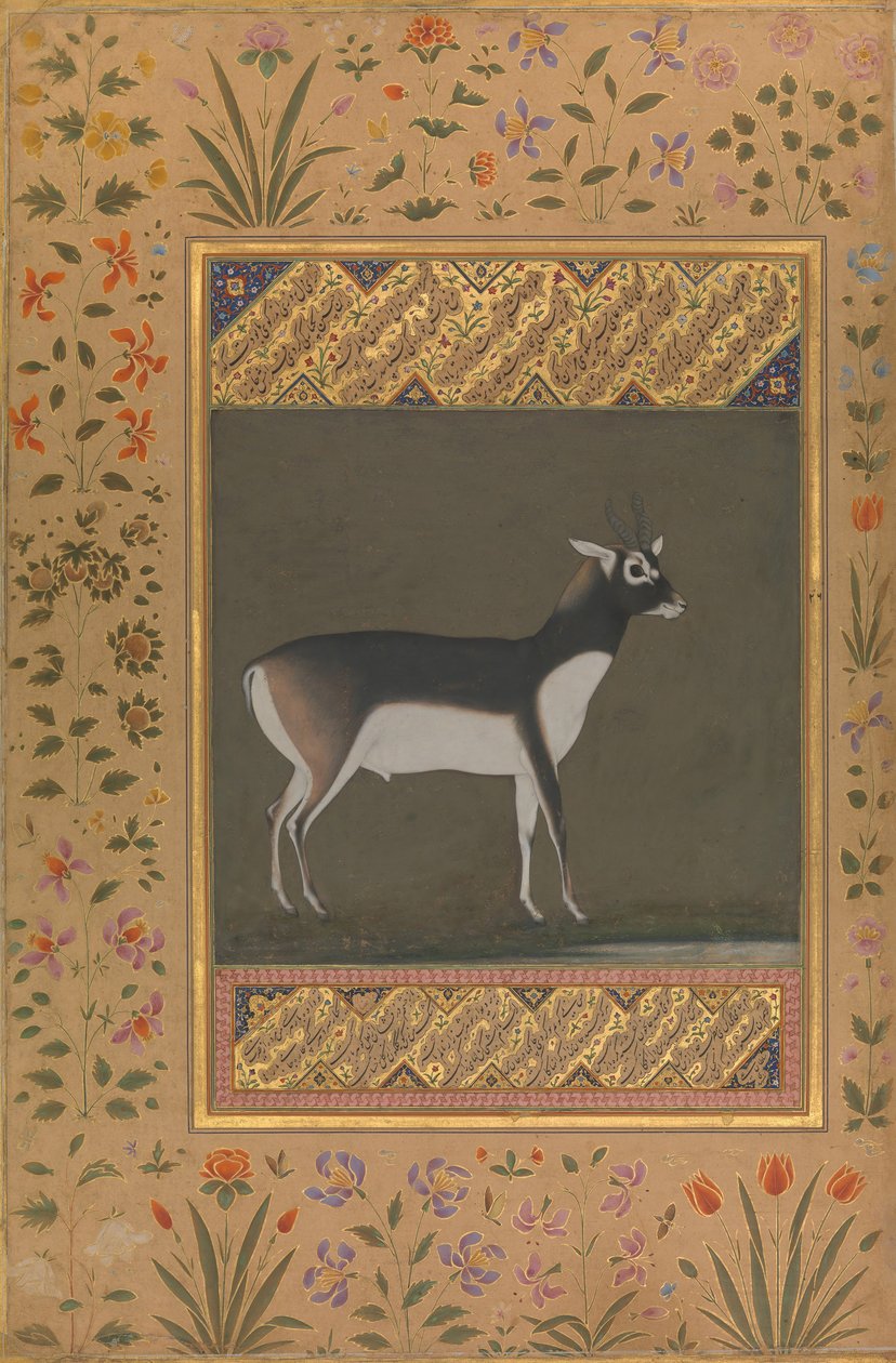 Black Buck, Folio fra Shah Jahan Album, rekto: ca. 1615-20, verso: ca. 1530-50. av Painting attributed to Manohar