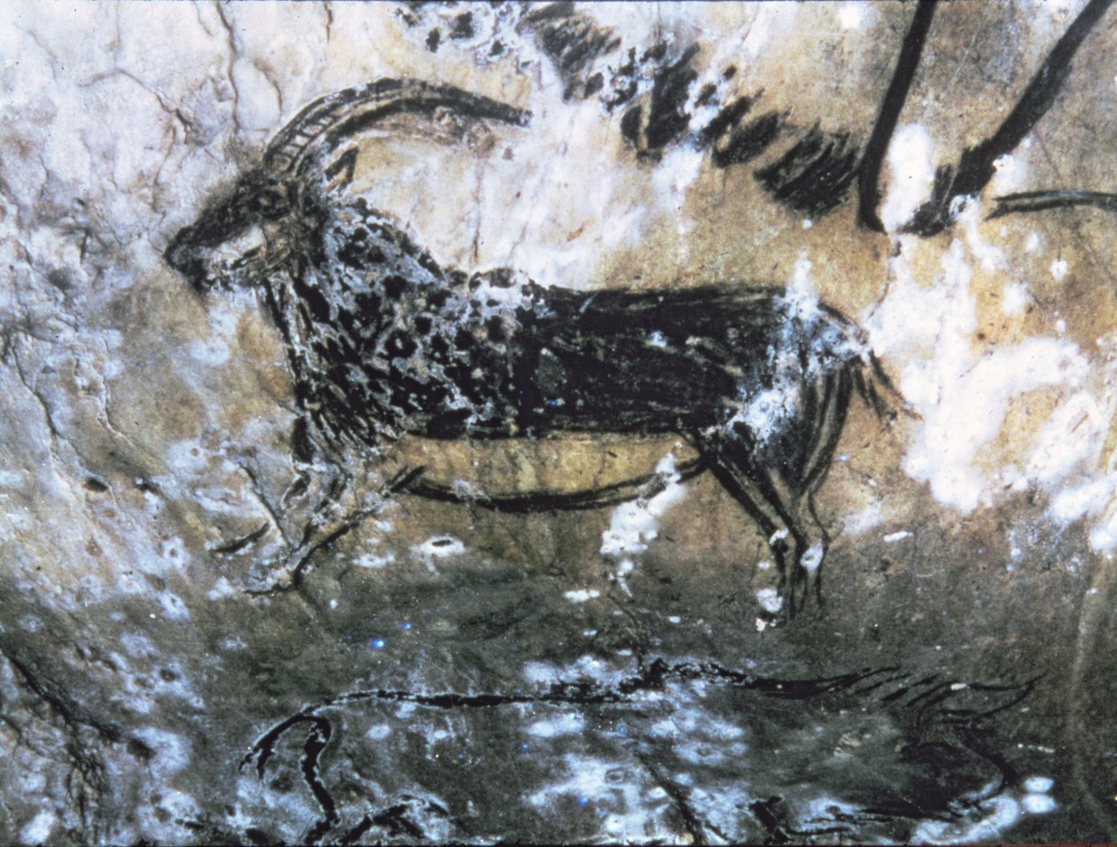 Geit eller Chamois, bergmaleri i det svarte rommet, Magdalenian (hulemaleri) av Paleolithic Paleolithic