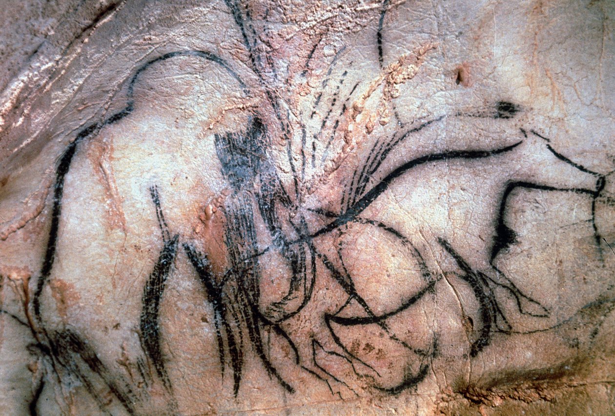 Malerier som viser mammut og storfe, fra mammutkapellet (hulemaleri) av Paleolithic Paleolithic