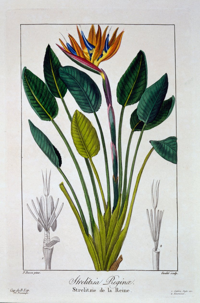 Bird of Paradise eller Crane Flower, pub. 1836. av Panacre Bessa