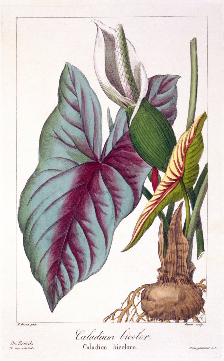 Caladium bicolor, pub. 1836. av Panacre Bessa