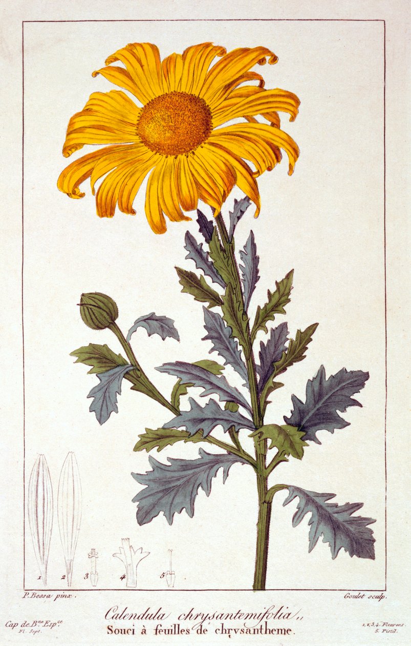 Calendula officinalis Pot Marigold, pub. 1836. av Panacre Bessa