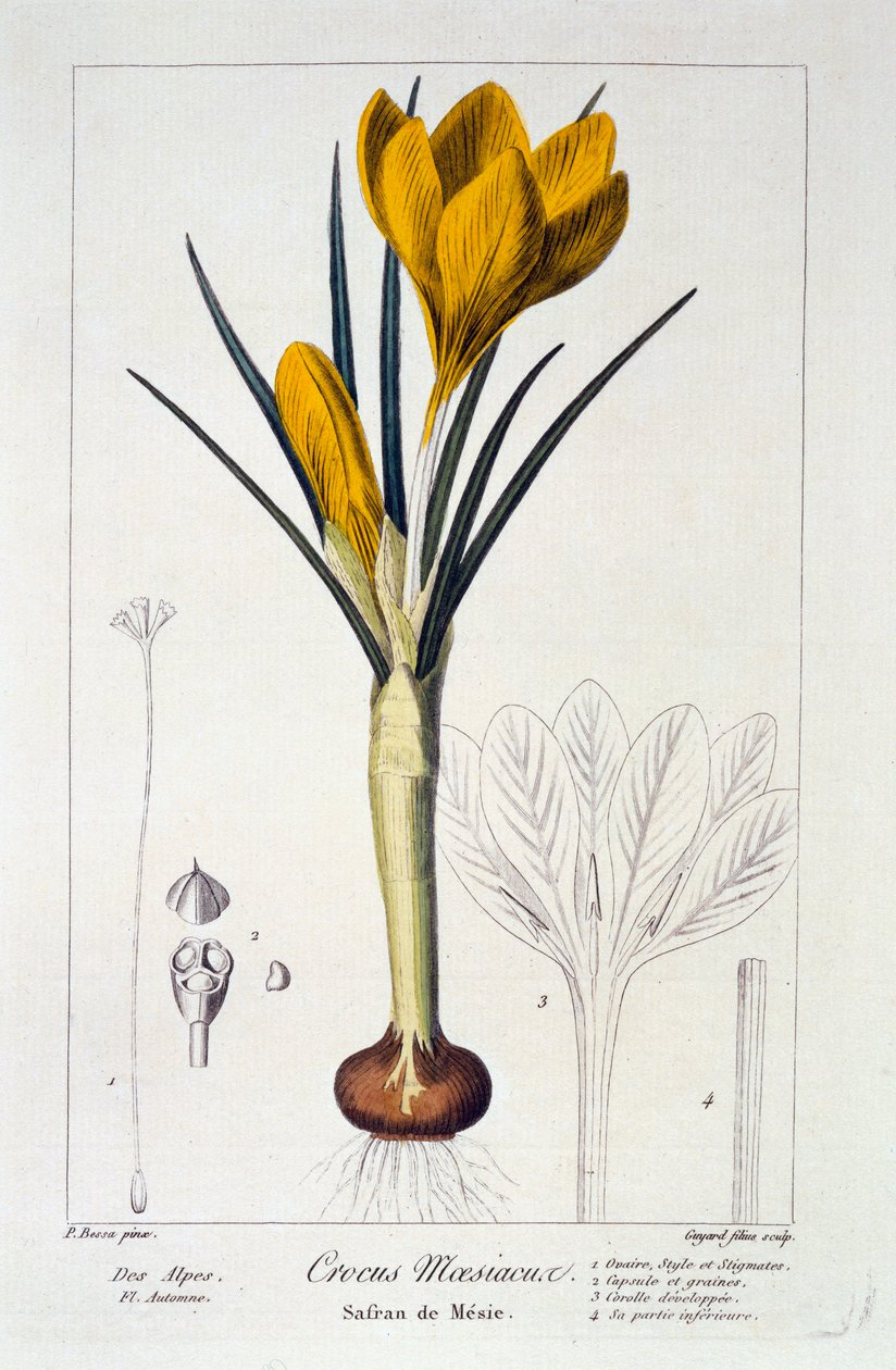 Krokus Maesiacus, 1836. av Panacre Bessa