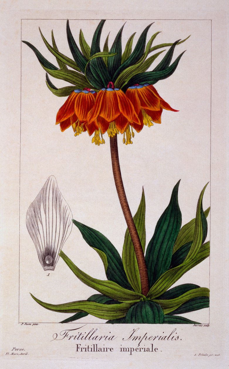 Fritillaria imperialis, pub. 1836 av Panacre Bessa