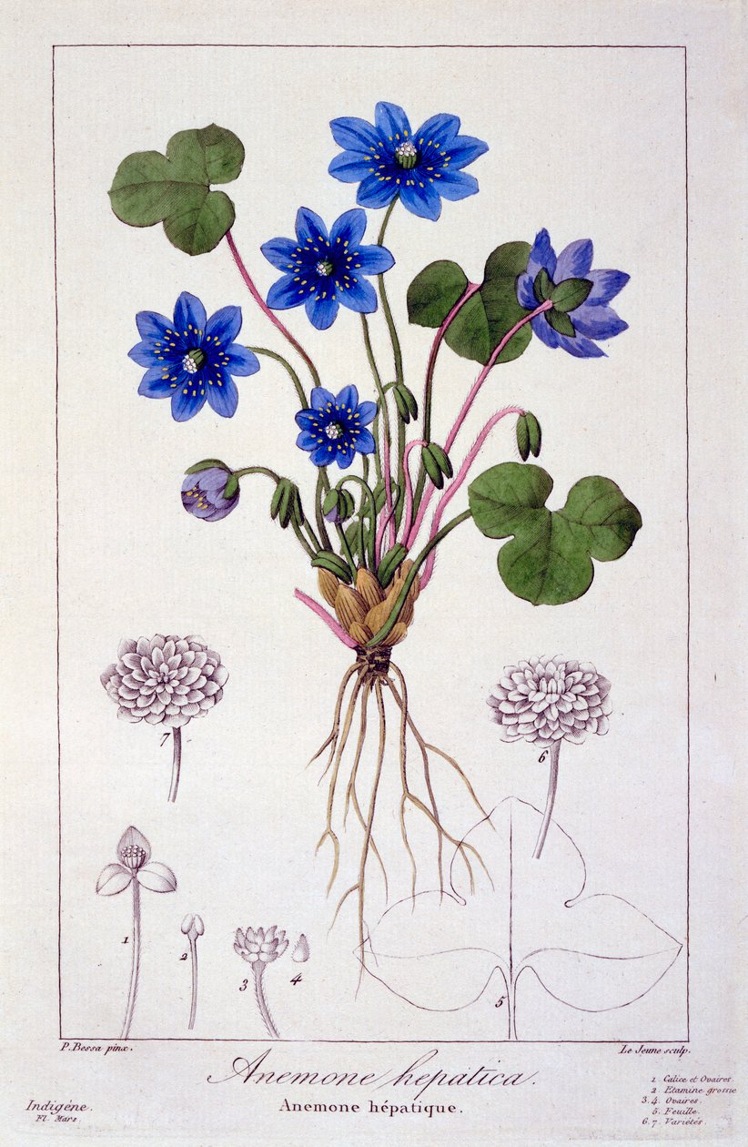 Hepatica nobilis, pub. 1836 av Panacre Bessa