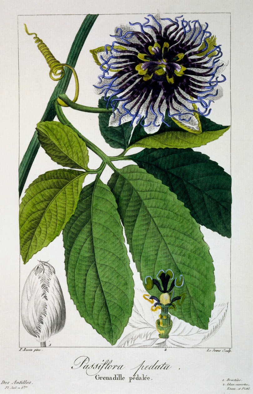 Passiflora pedata eller Passion Flower, pub. 1836. av Panacre Bessa