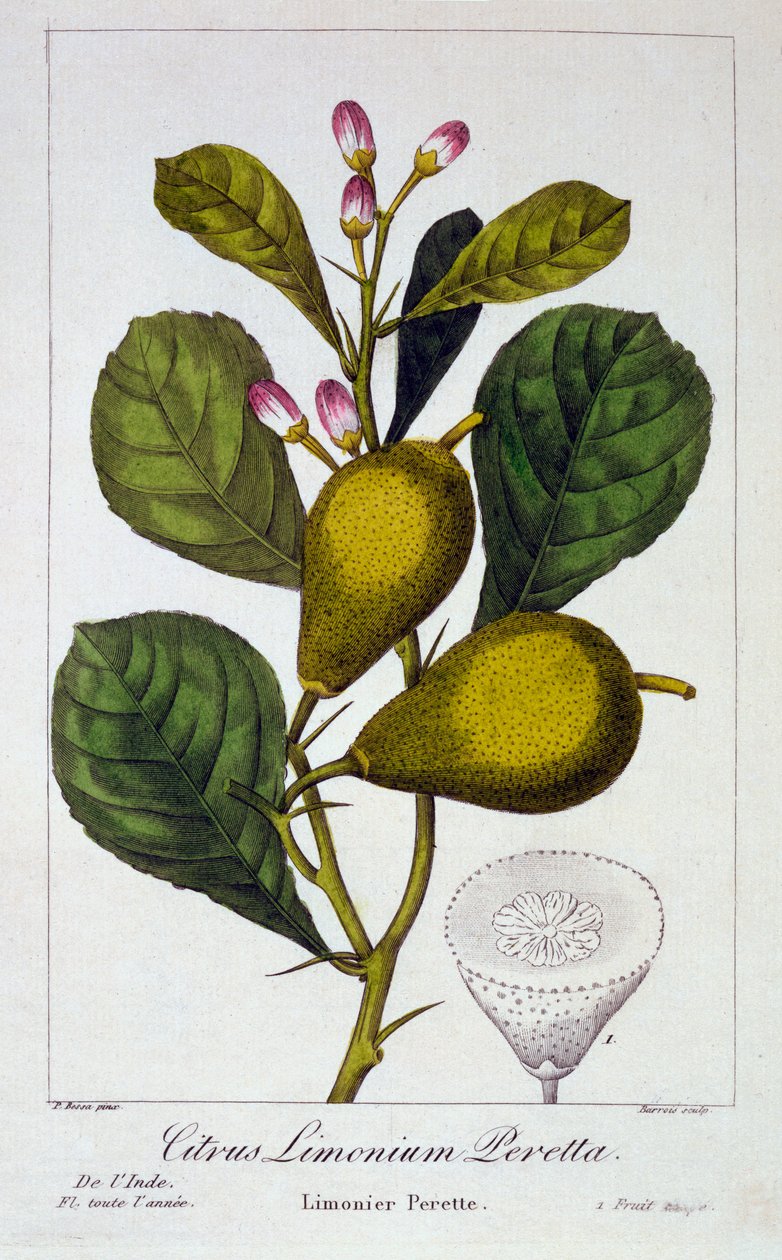 Peretta Lemon, pub. 1836. av Panacre Bessa