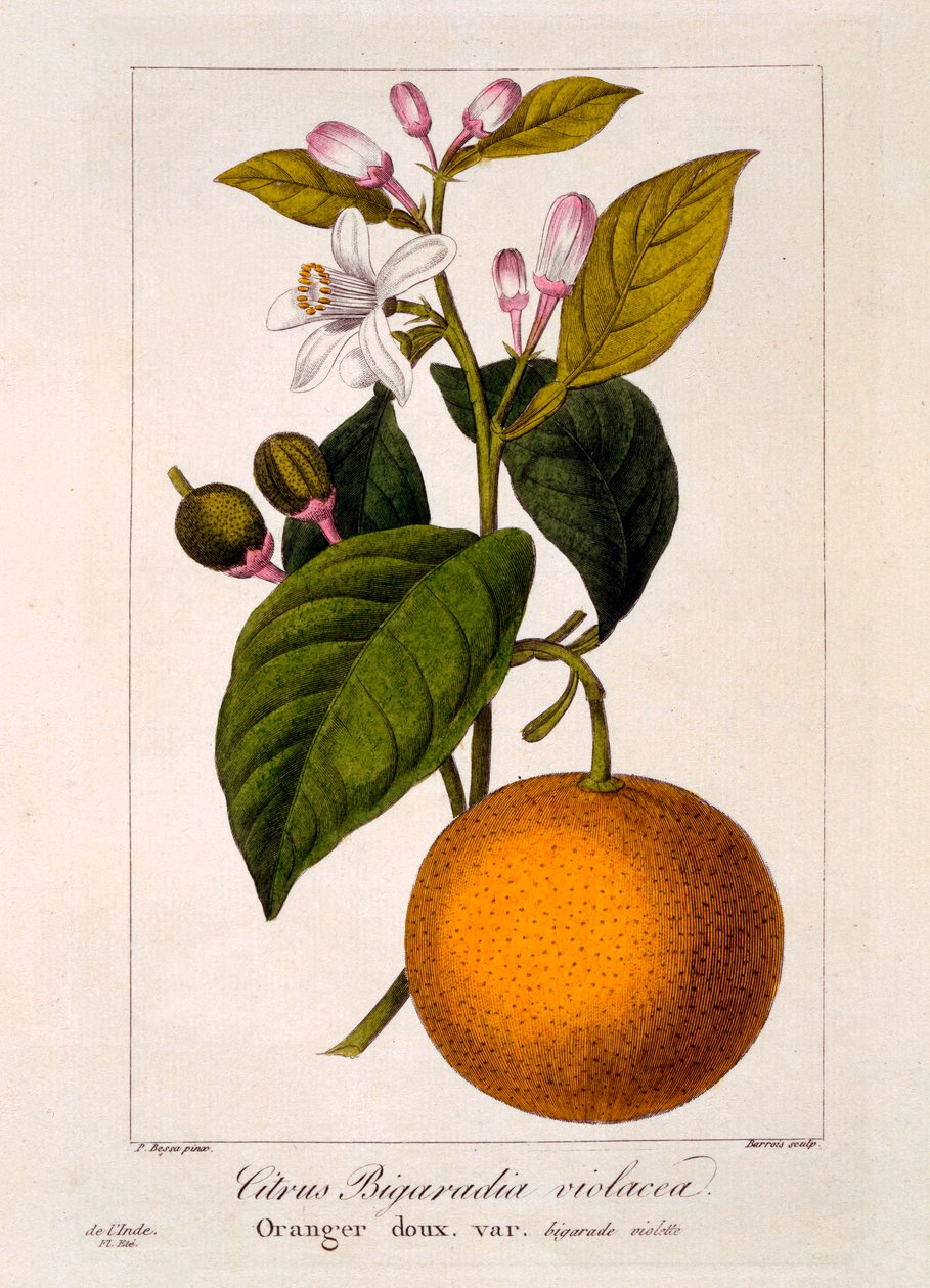 Søt appelsin: Citrus sinensis var: Bigaradia violacea, pub. 1836 av Panacre Bessa