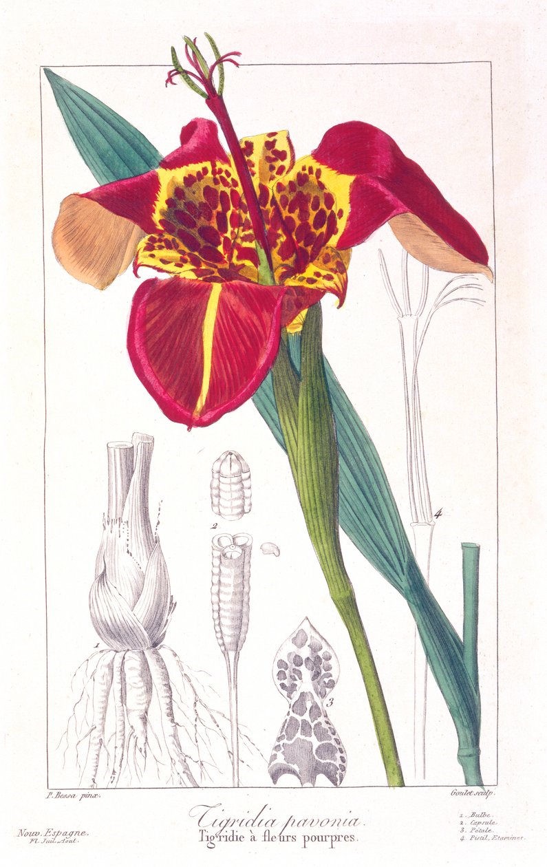 Tigerblomst eller påfuglblomst, pub. 1836. av Panacre Bessa