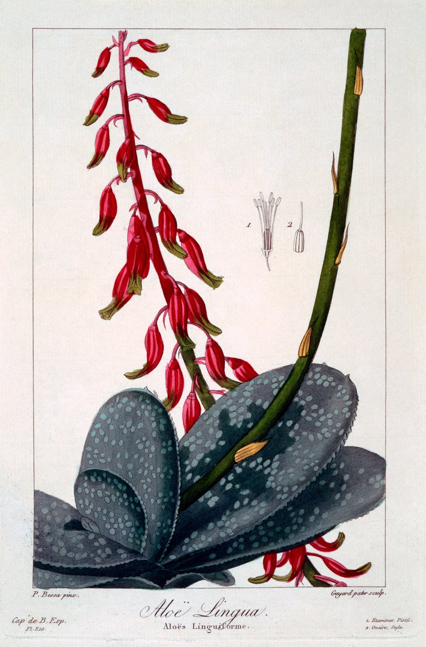 Aloe lingua, 1836 (håndfarget gravering) av Pancrace Bessa