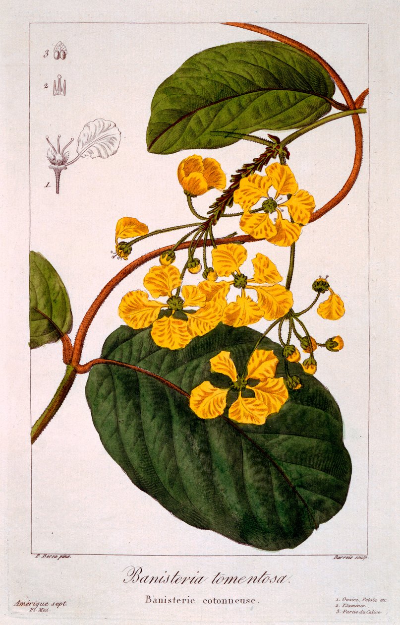 Banisteria tomentosa, 1836 (håndfarget gravering) av Pancrace Bessa
