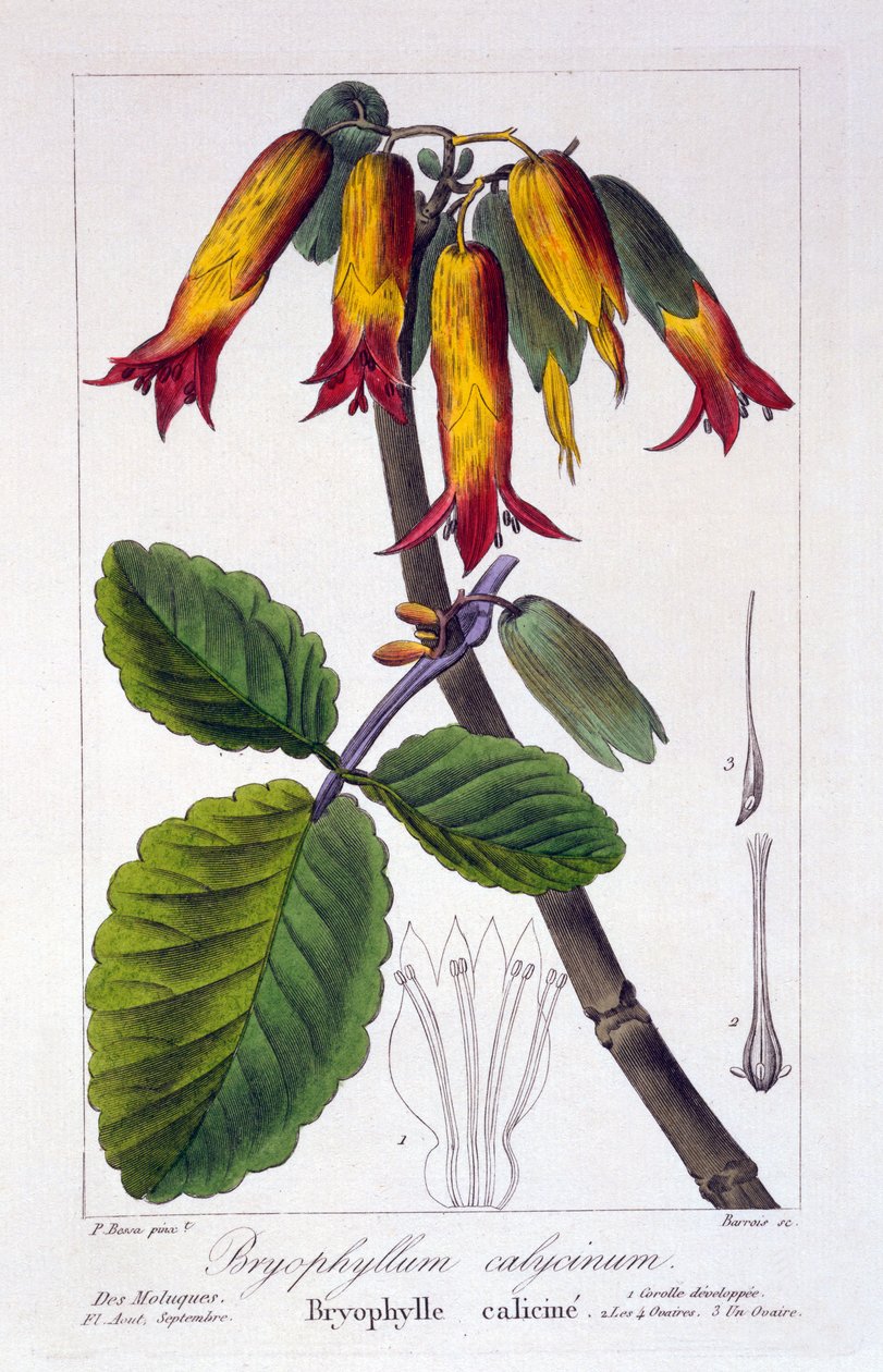 Bryophyllum calycinum, eller Kalanchoe pinnata, 1836 (håndfarget gravering) av Pancrace Bessa