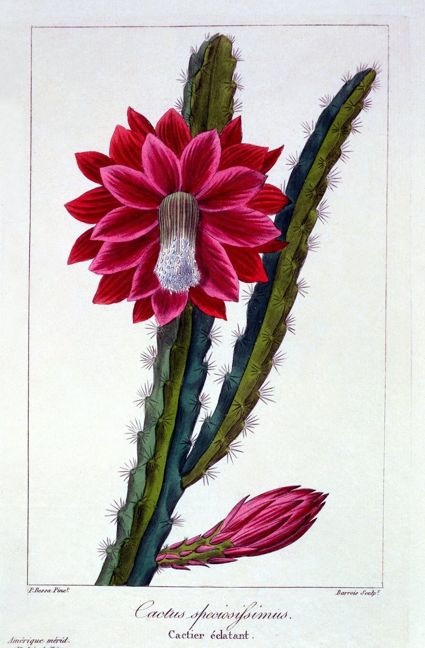 Cactus, 1836 (håndfarget gravering) av Pancrace Bessa