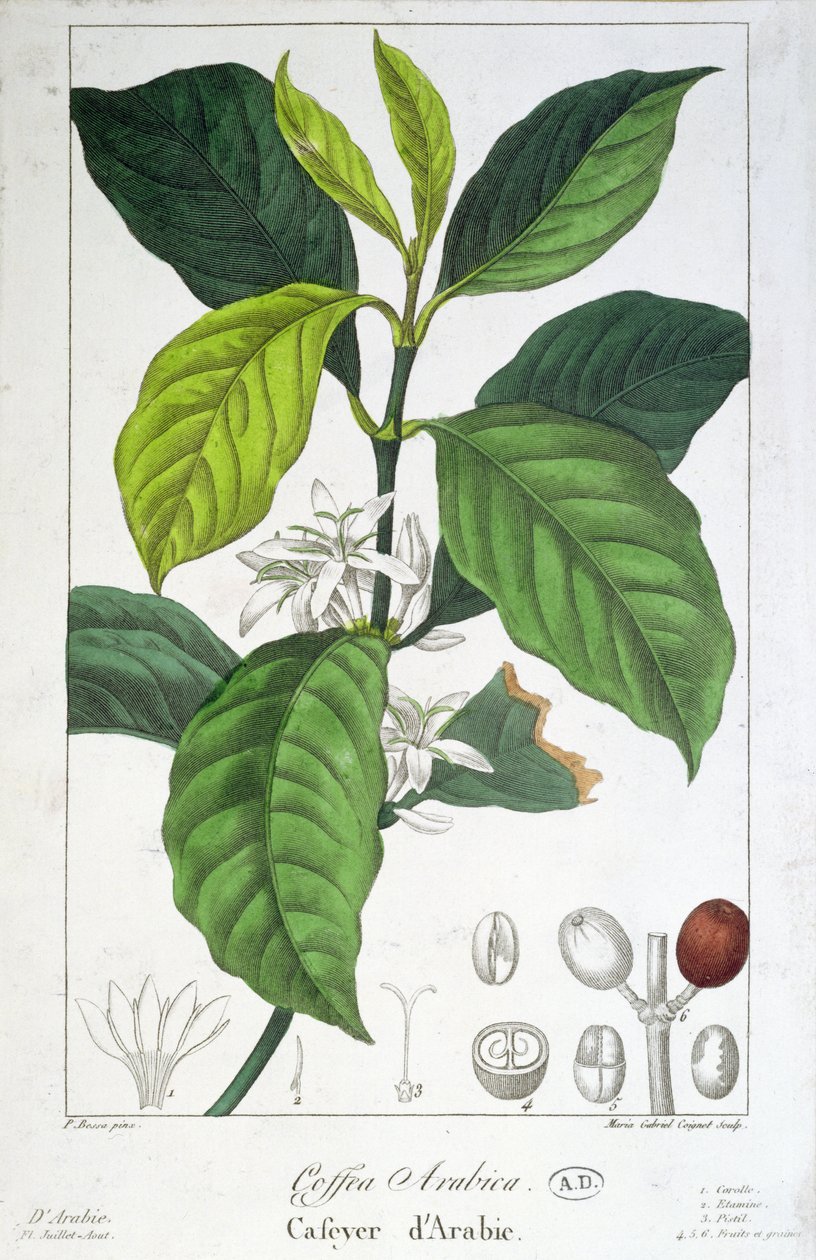 Coffea Arabica (Kaffe) gravert av Maria Gabriel Cogniet av Pancrace Bessa