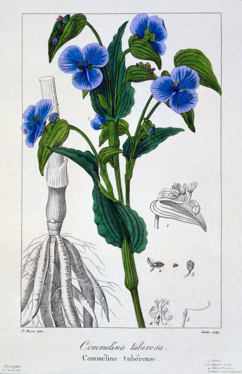Commelina tuberosa, 1836 (håndfarget gravering) av Pancrace Bessa