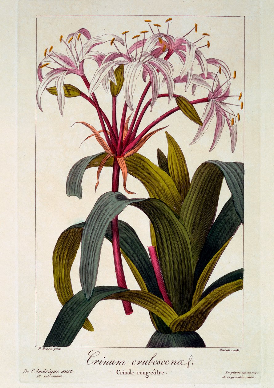 Crinum erubescens, 1836 (håndfarget gravering) av Pancrace Bessa