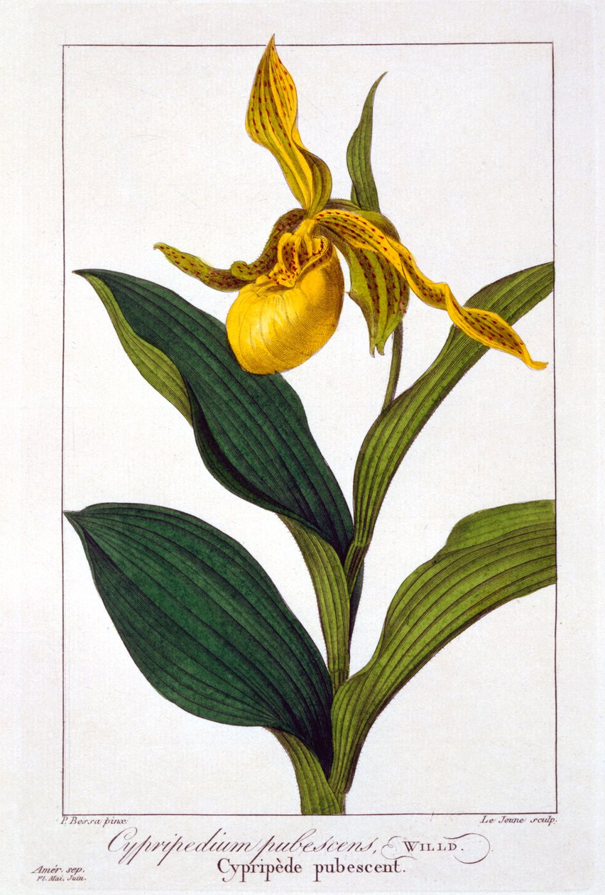 Cypripedium, 1836 (håndfarget gravering) av Pancrace Bessa