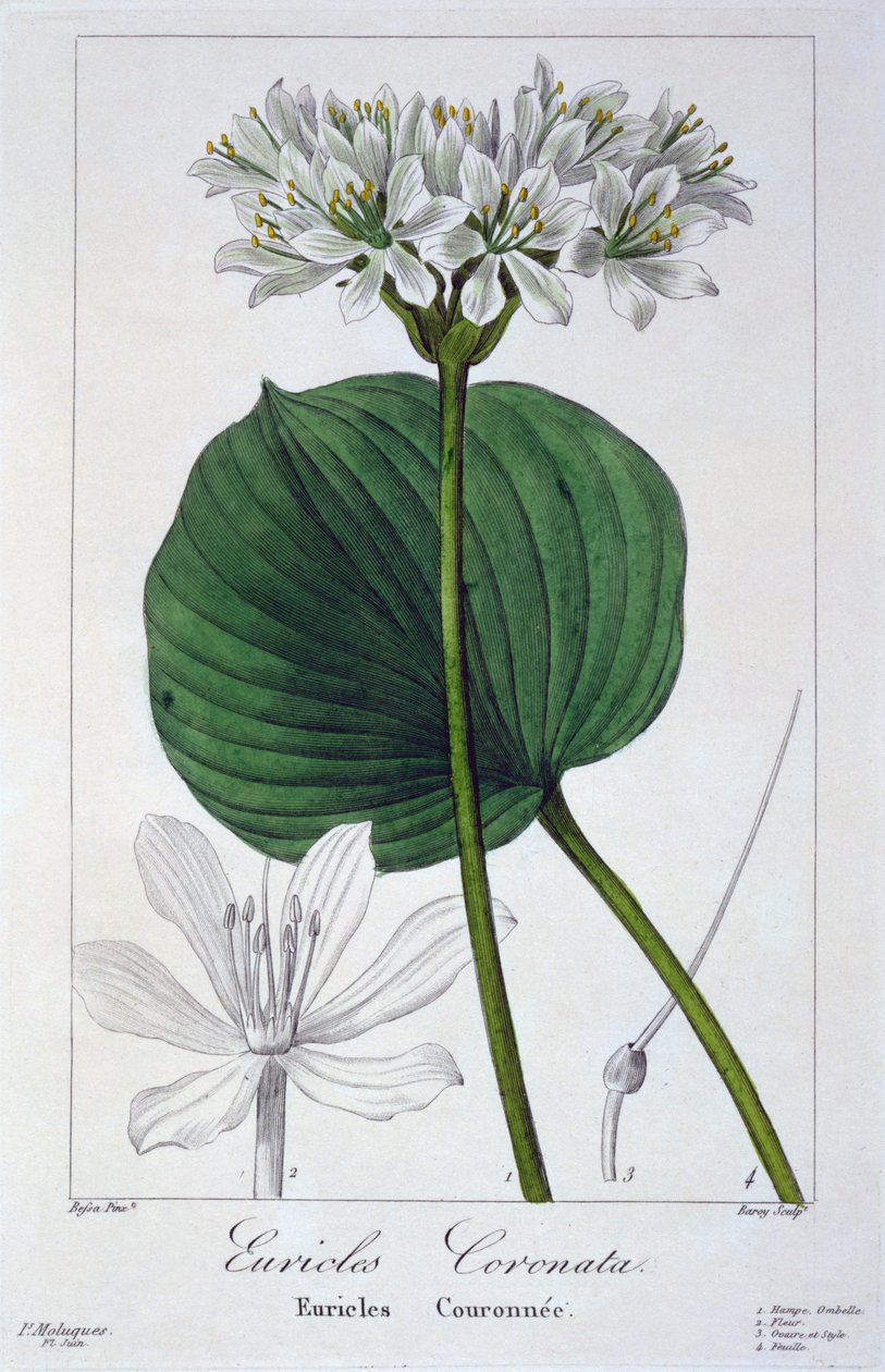 Euricles coronata, 1836 (håndfarget gravering) av Pancrace Bessa