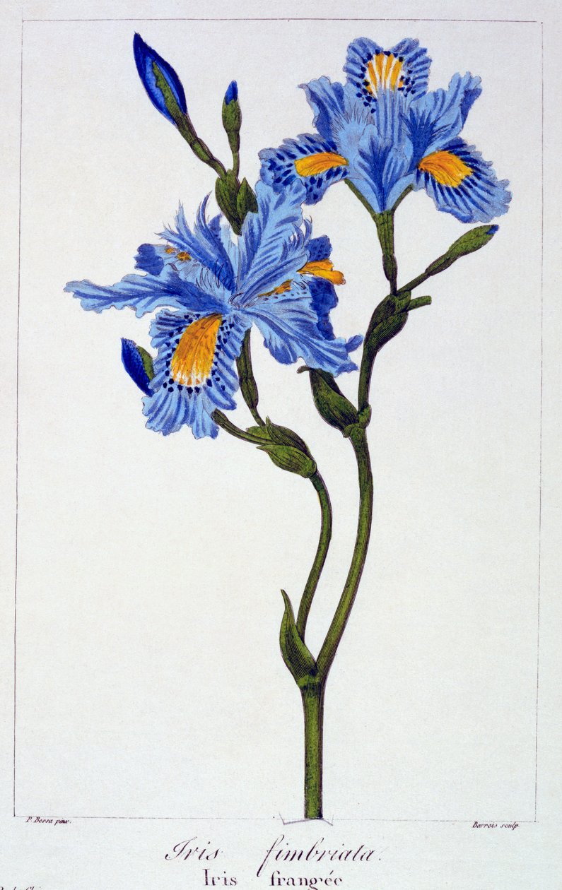 Fringed Iris, 1836 (håndfarget gravering) av Pancrace Bessa