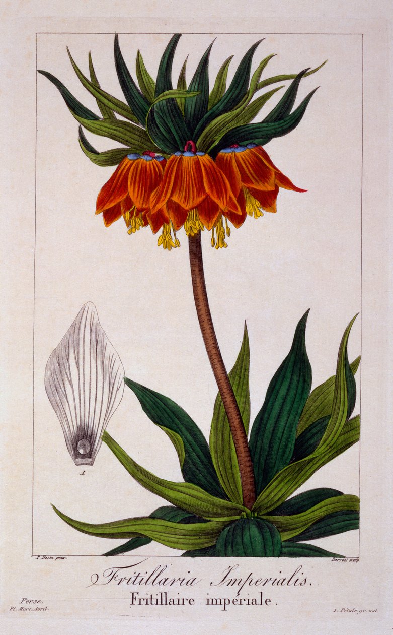 Fritillaria imperialis, 1836 (håndfarget gravering) av Pancrace Bessa