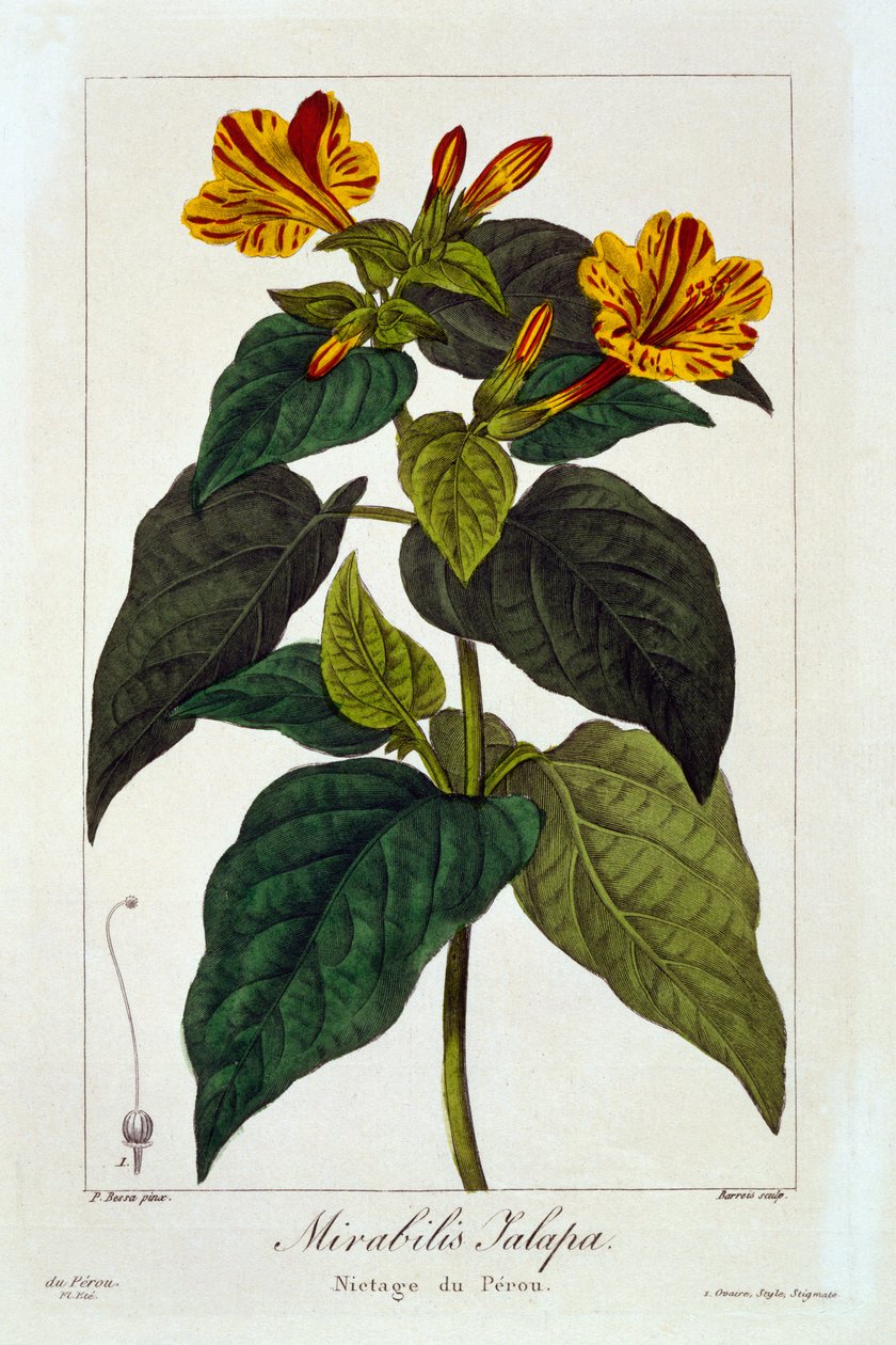 Ipomea purga, 1836 (håndfarget gravering) av Pancrace Bessa