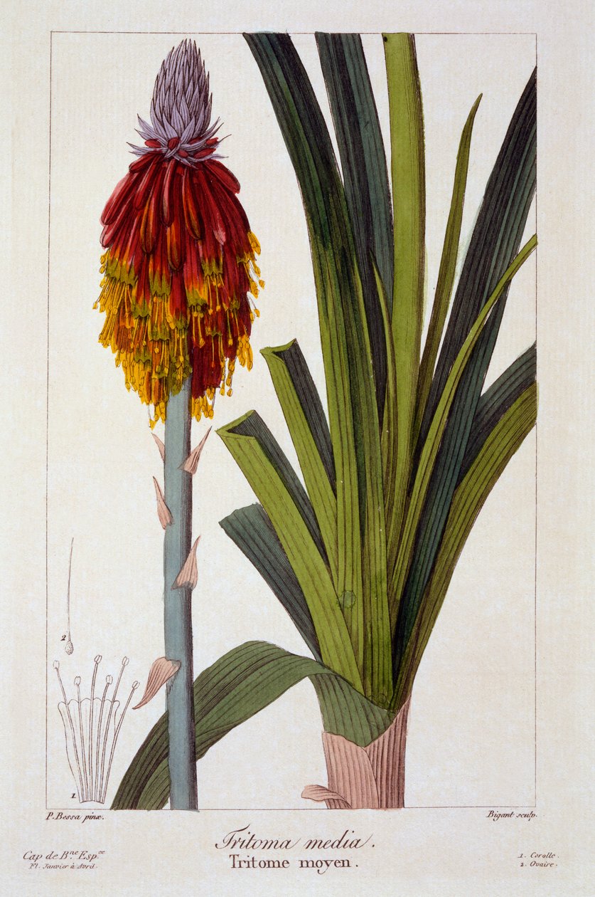 Kniphofia, 1836 (håndfarget gravering) av Pancrace Bessa