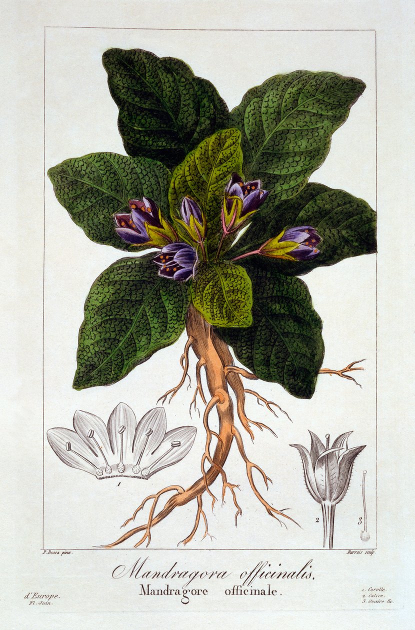 Mandragora officinarum, 1836 (håndfarget gravering) av Pancrace Bessa