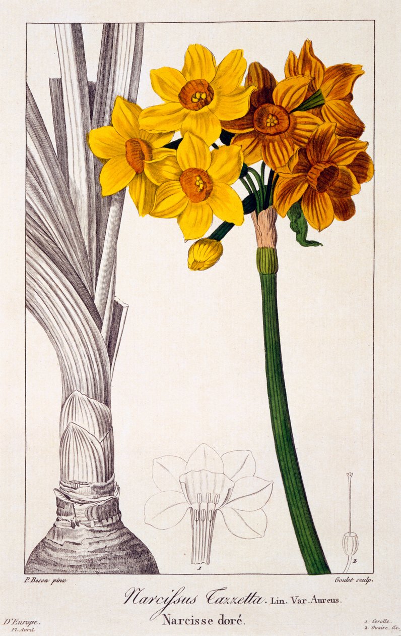 Narcissus tazetta, 1836 (håndfarget gravering) av Pancrace Bessa