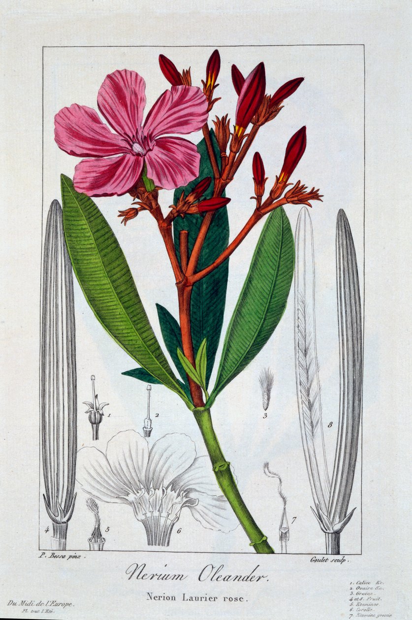 Nerium oleander, 1836 (håndfarget gravering) av Pancrace Bessa