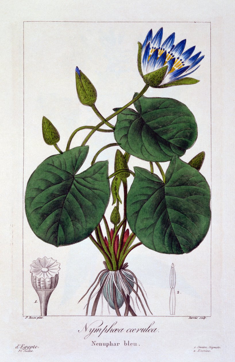 Nymphaea caerulea, 1836 (håndfarget gravering) av Pancrace Bessa