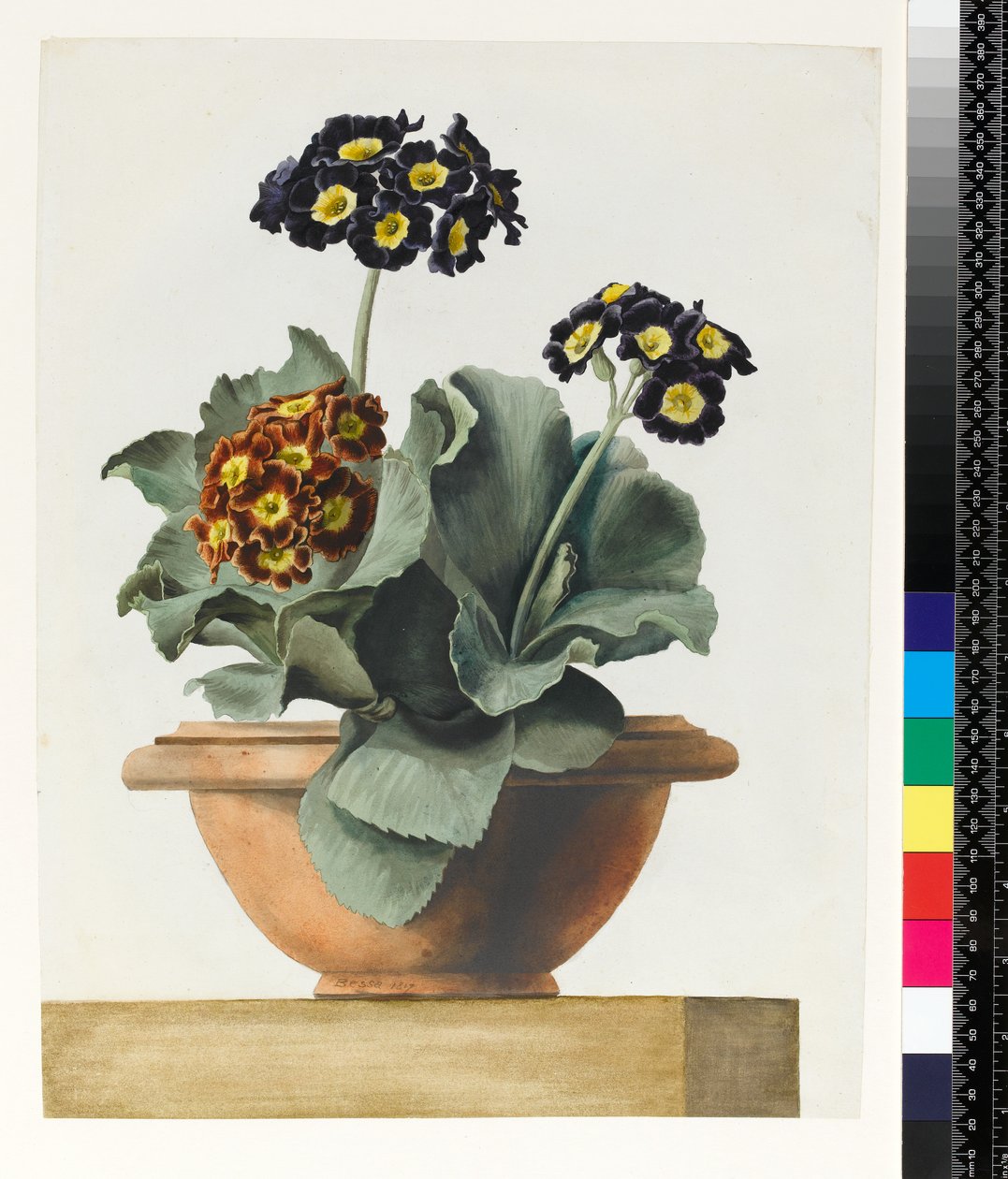 PD.199-1973 Potted Auricula, 1817 av Pancrace Bessa