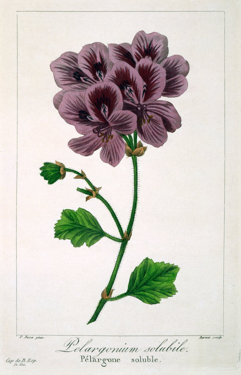 Pelargonium, 1836 (håndfarget gravering) av Pancrace Bessa