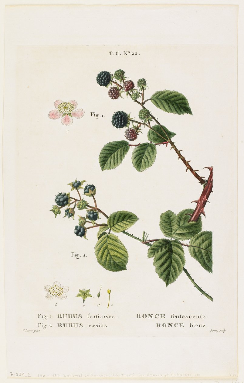 Fruktig torsk. Blåbær, fra Traites des Arbres et Fruitiers, 1801-19 (stippgravering) av Pancrace Bessa