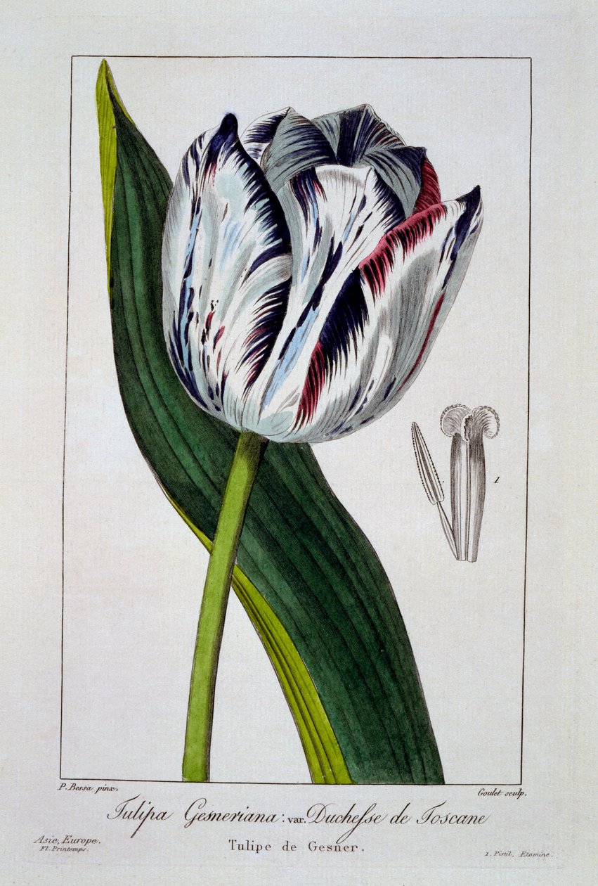 Tulipan av hertuginnen av Toscana, 1836 (håndfarget gravering) av Pancrace Bessa