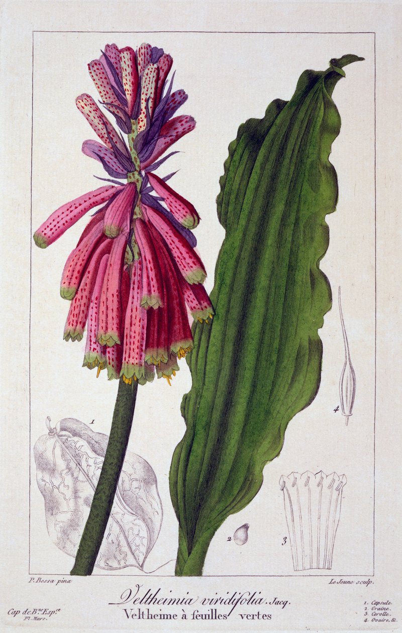 Veltheimia viridifolia, 1836 (håndfarget gravering) av Pancrace Bessa