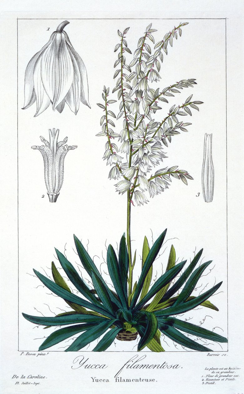 Yucca filamentosa, 1836 (håndfarget gravering) av Pancrace Bessa