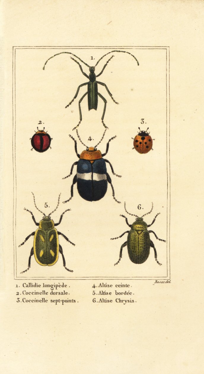 Callidium longipes 1, marihøner, Jauravia dorsalis 2, Coccinella septempunctata 3, loppebiller, Altica emarginata 4, Altica emarginata 5 og Altica chrysis 6 av Pancrace (after) Bessa