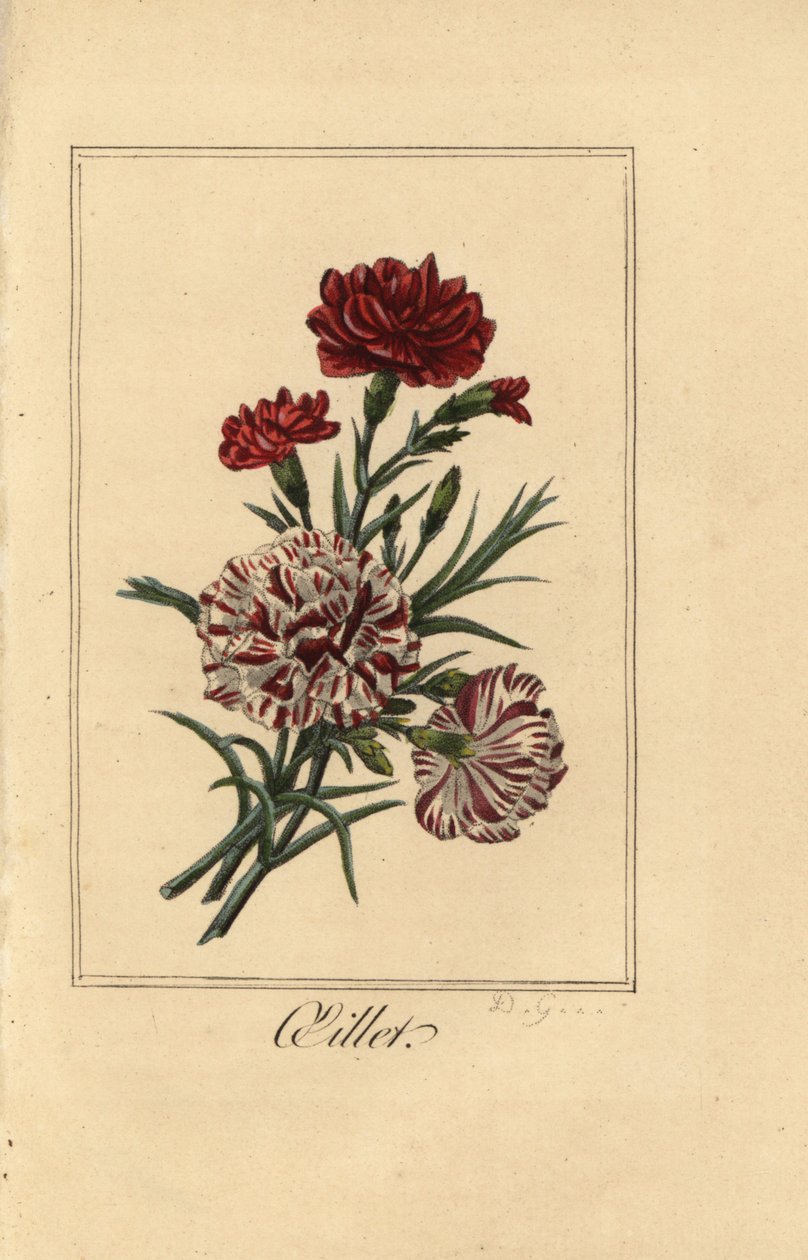 Nellik eller nellik rosa, oillet, Dianthus caryophyllus av Pancrace (after) Bessa