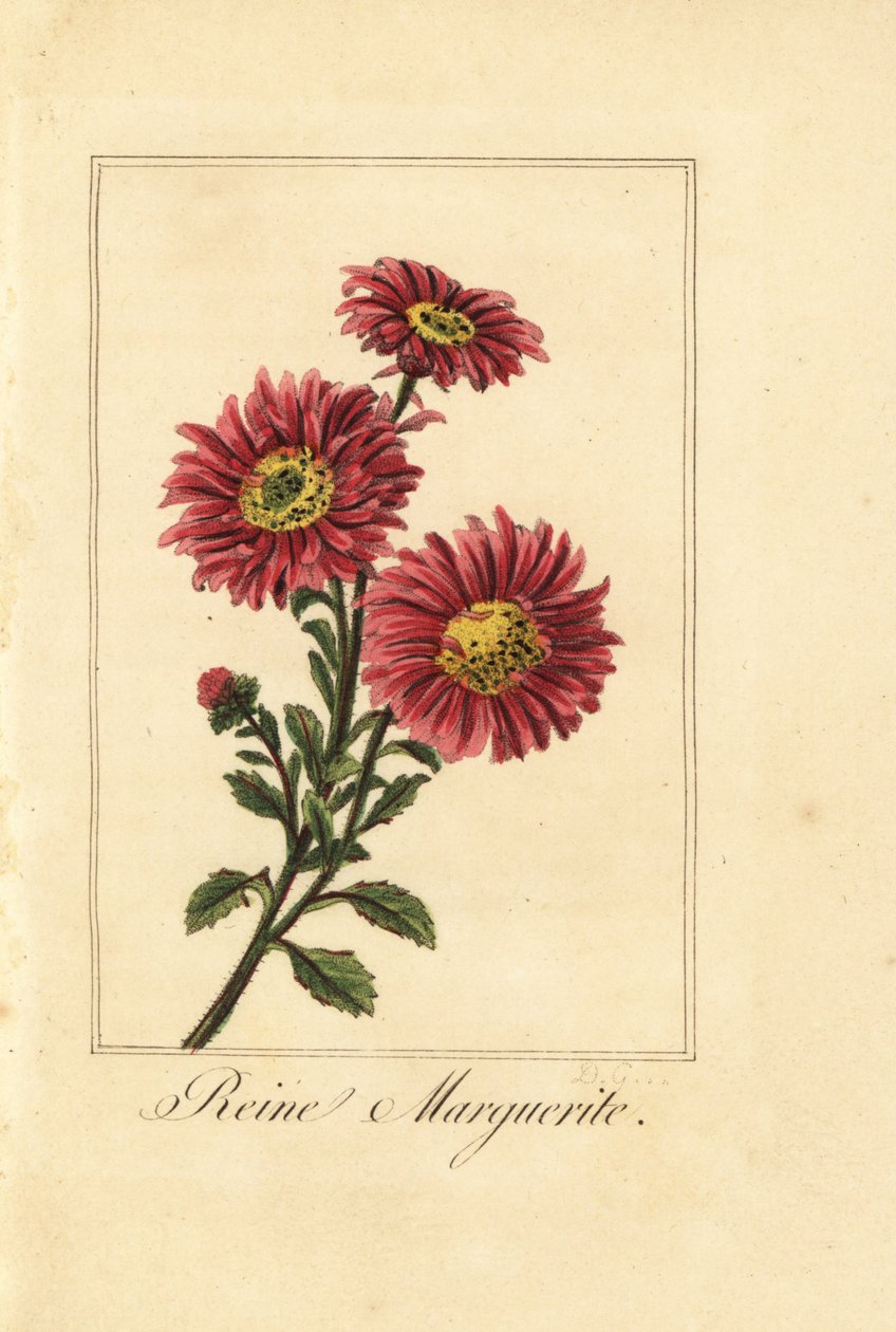Kinaaster, reine marguerite, Callistephus chinensis av Pancrace (after) Bessa
