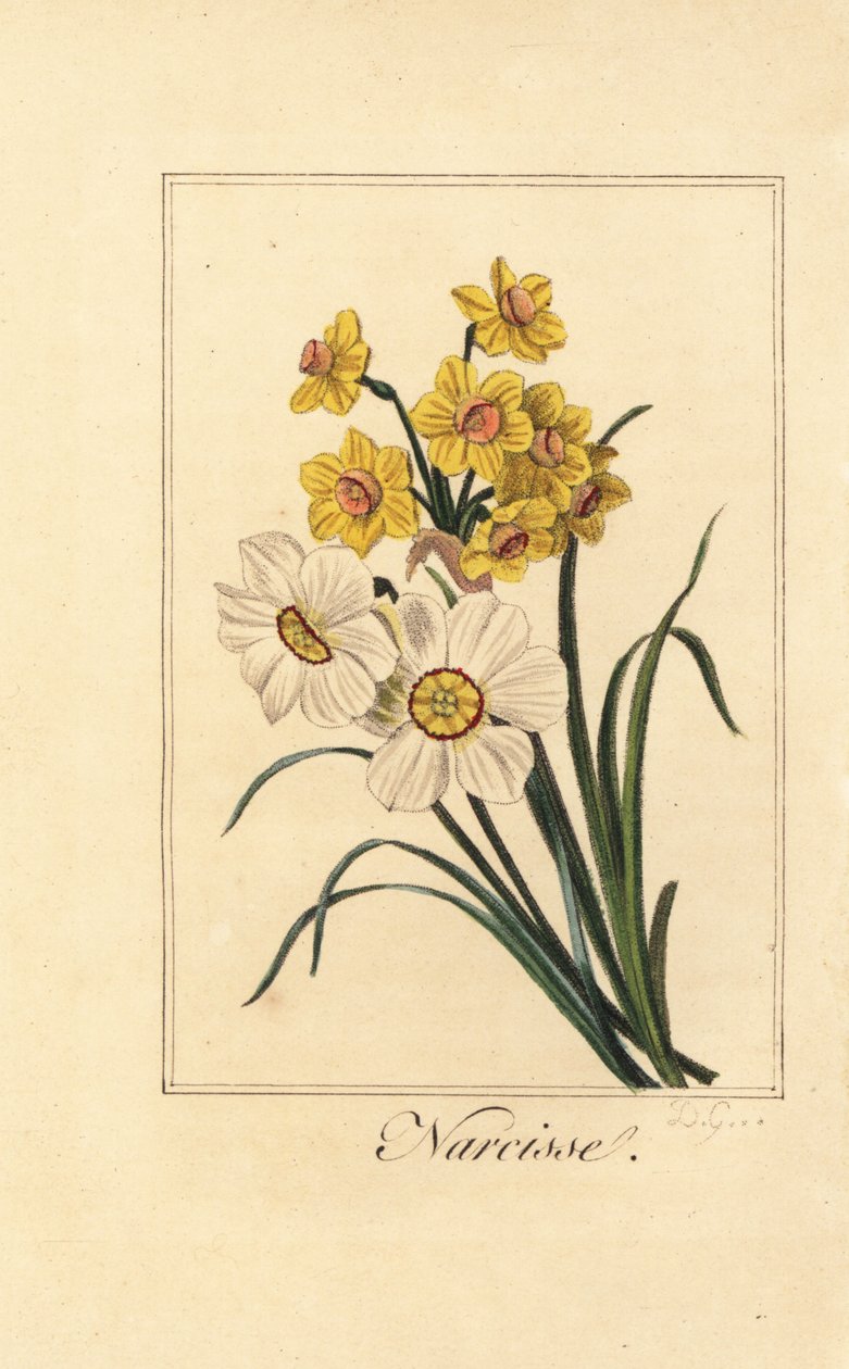 Påskeliljevarianter, Narcisse, Narcissus poeticus og Narcissus pseudonarcissus av Pancrace (after) Bessa